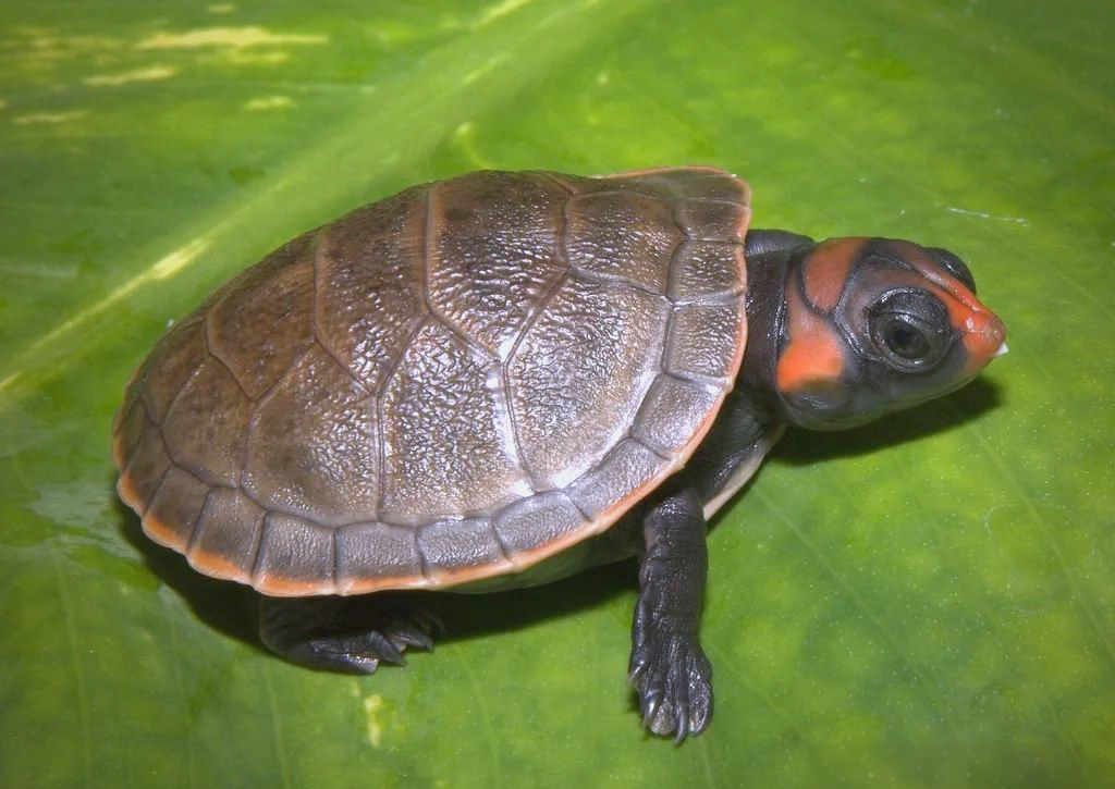 红头侧颈龟:探索南美河流的多样生物