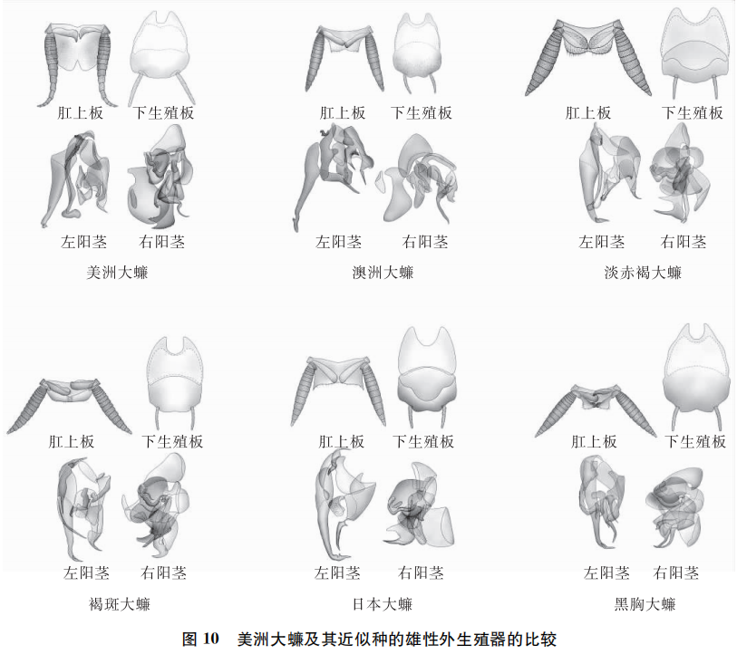 美洲大蠊抗癌效果图片