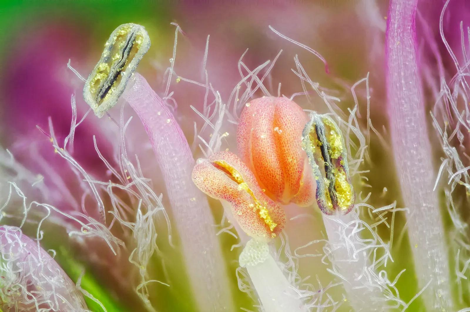 花蕊美图,百花吐蕊,金蕊含羞遍野溢芬芳