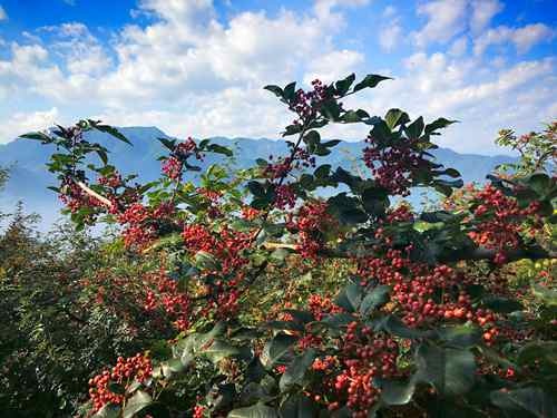 凤县大红袍花椒入选陕西省特色农业优势区