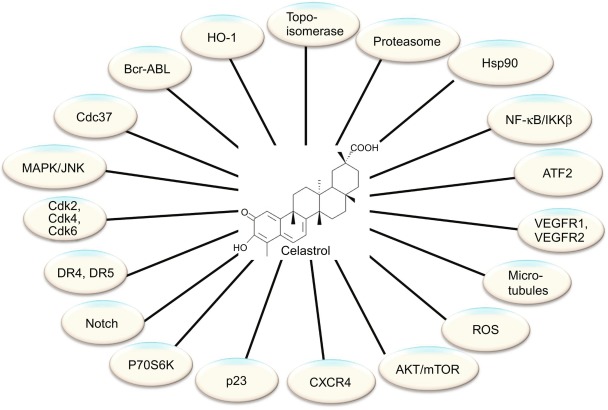 雷公藤红素(celastrol;cas:34157-83-0)