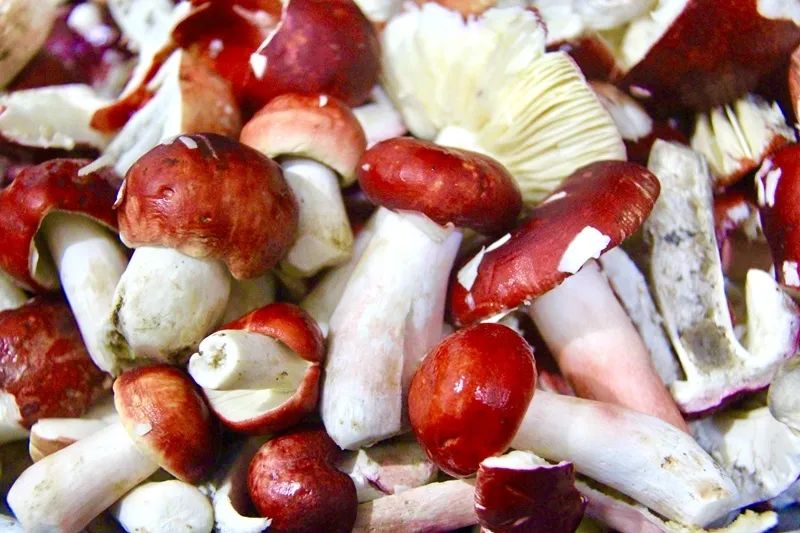 这个雨季,去木城寻大红菌煮鸡