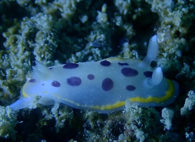 每日一海洋生物530:紫斑熊猫海兔