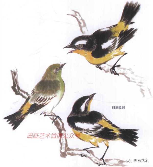 鸟类画谱:各种鸟的画法一目了然