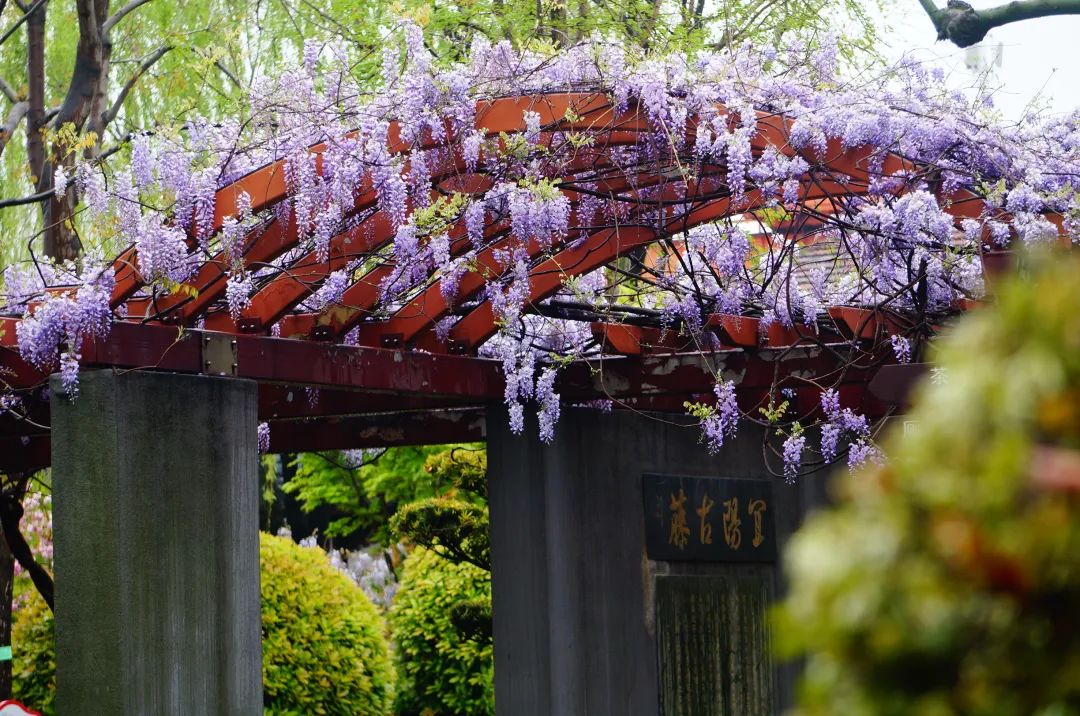 家门口近500年的紫藤开花了丨萌娃游闵行