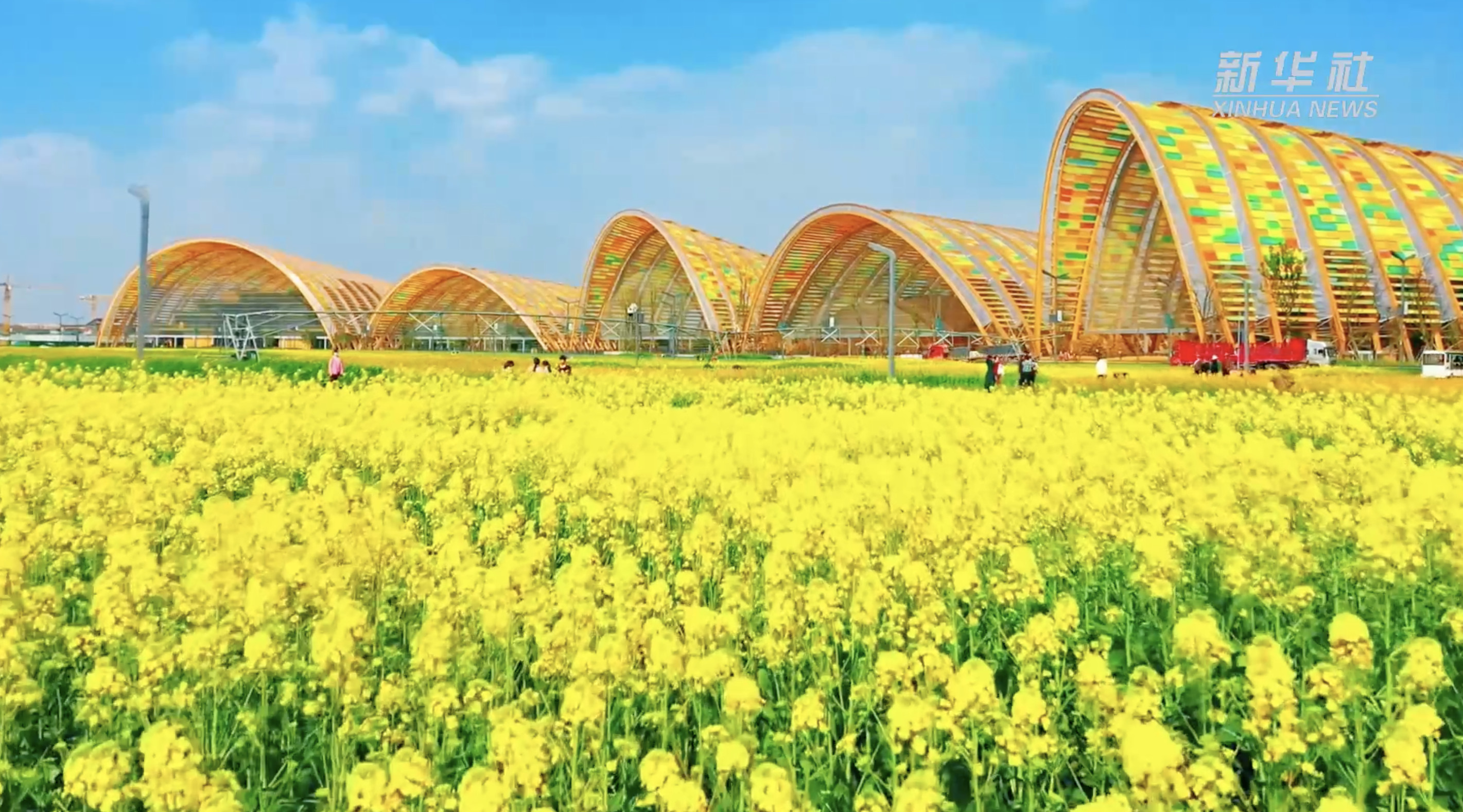 成都:彩色油菜竞芬芳 花田"打卡"享春意