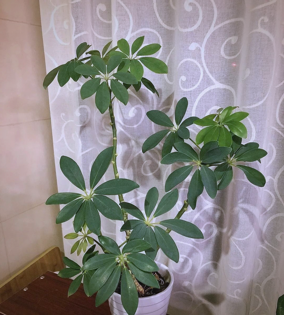 养鸭掌木:一盆胜过众多,吸毒气,旺财运,家居绿植新选择