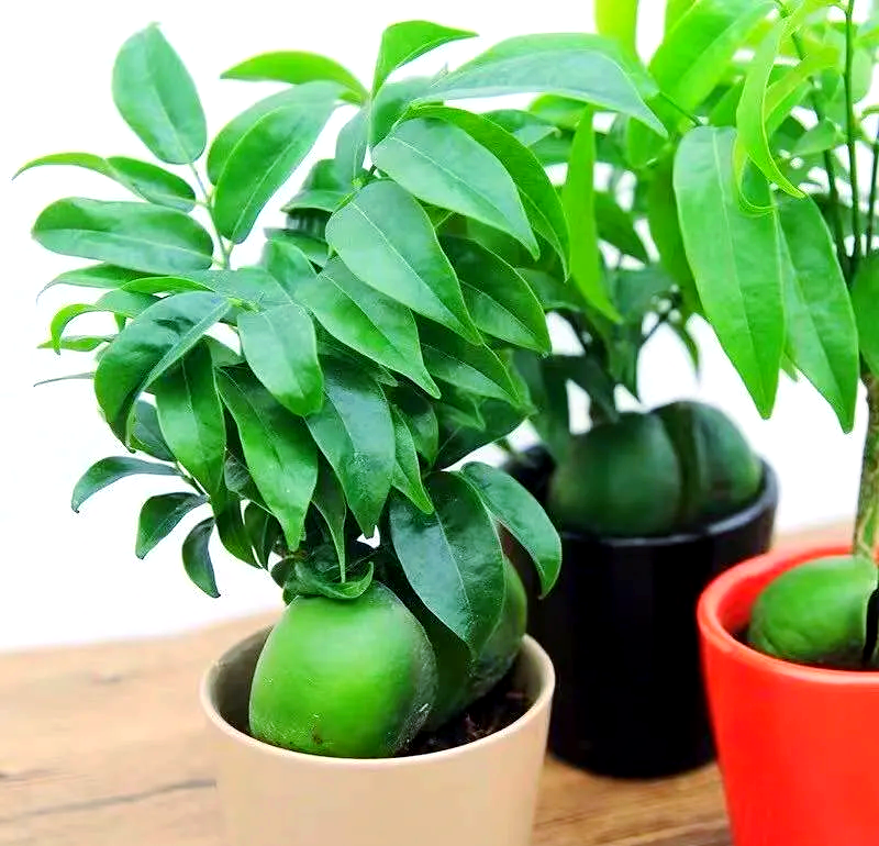 绿元宝——一种清新典雅的观叶植物,家中摆放增添雅趣与生机