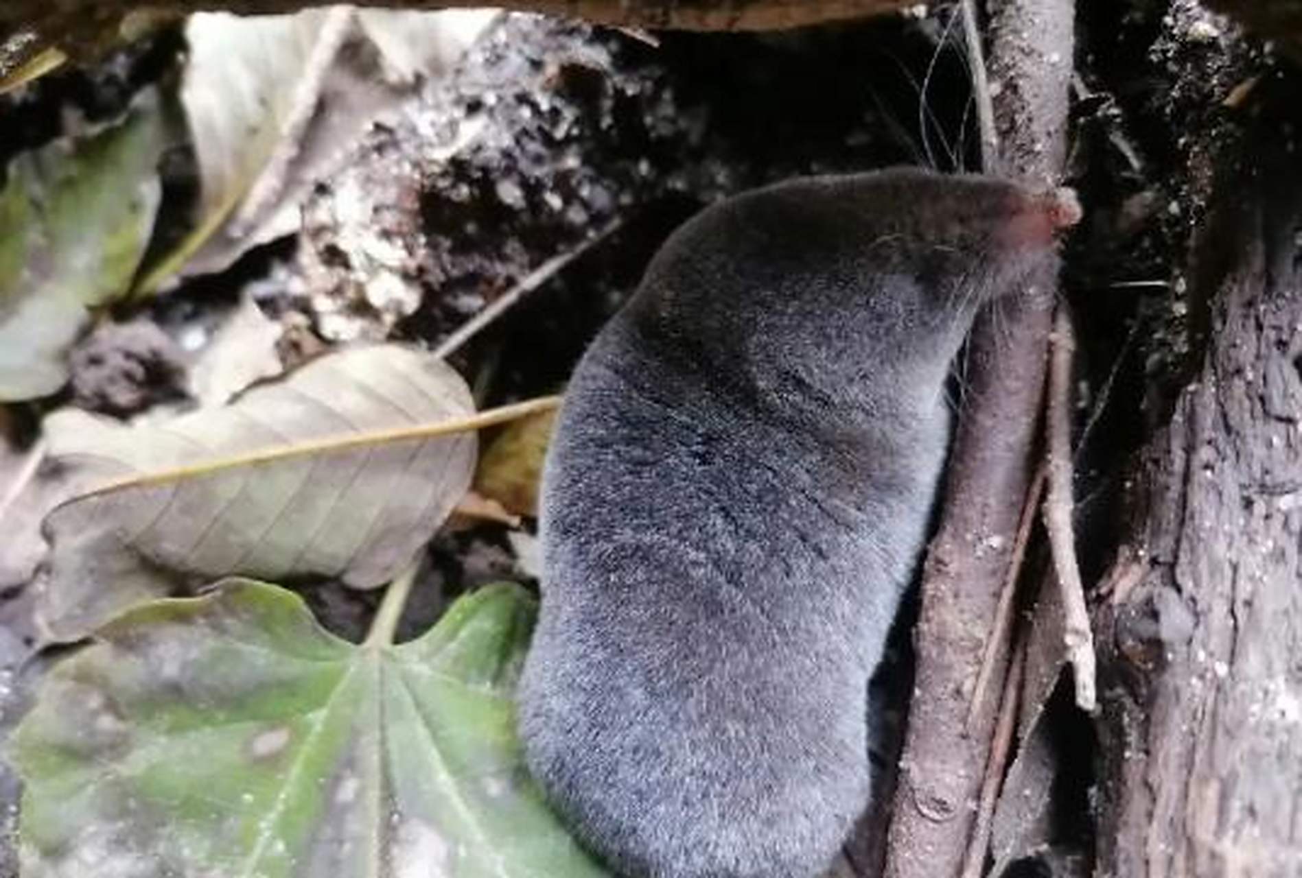 这是什么鼠,有认识的吗?