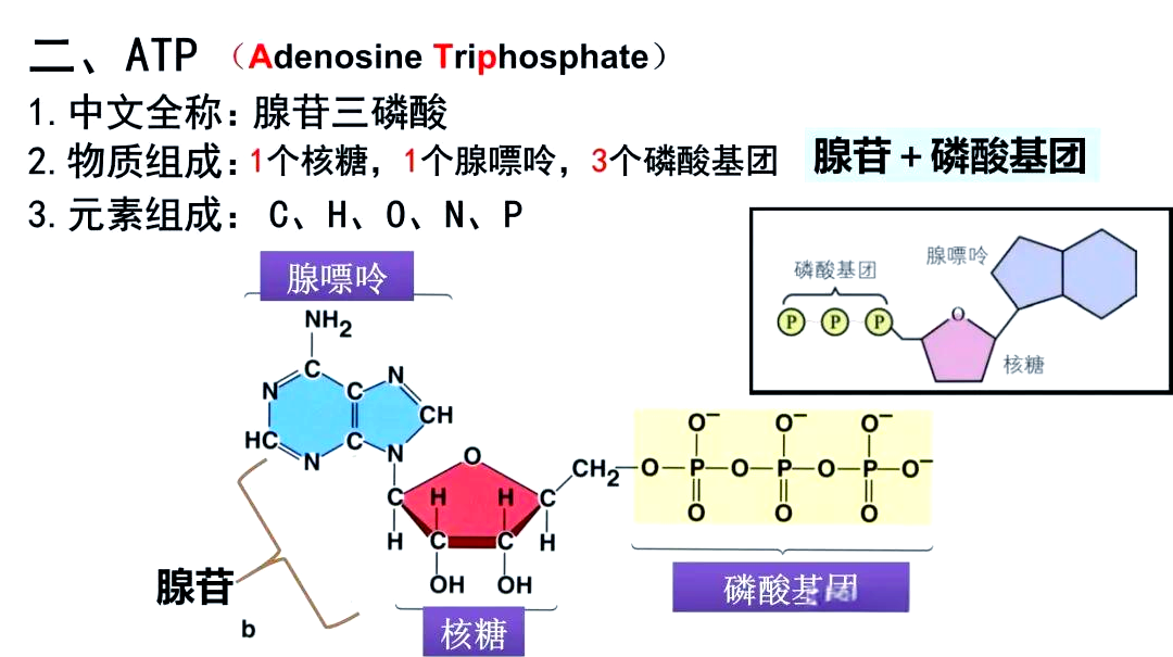 结构包含一个腺嘌呤,一个核糖以及三个磷酸基团,这一独特构造使得atp
