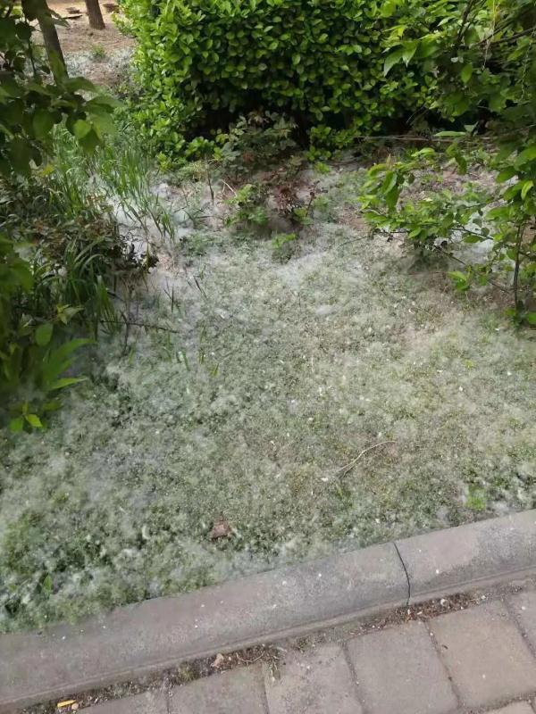 飞絮能加速传播病毒?别添乱!