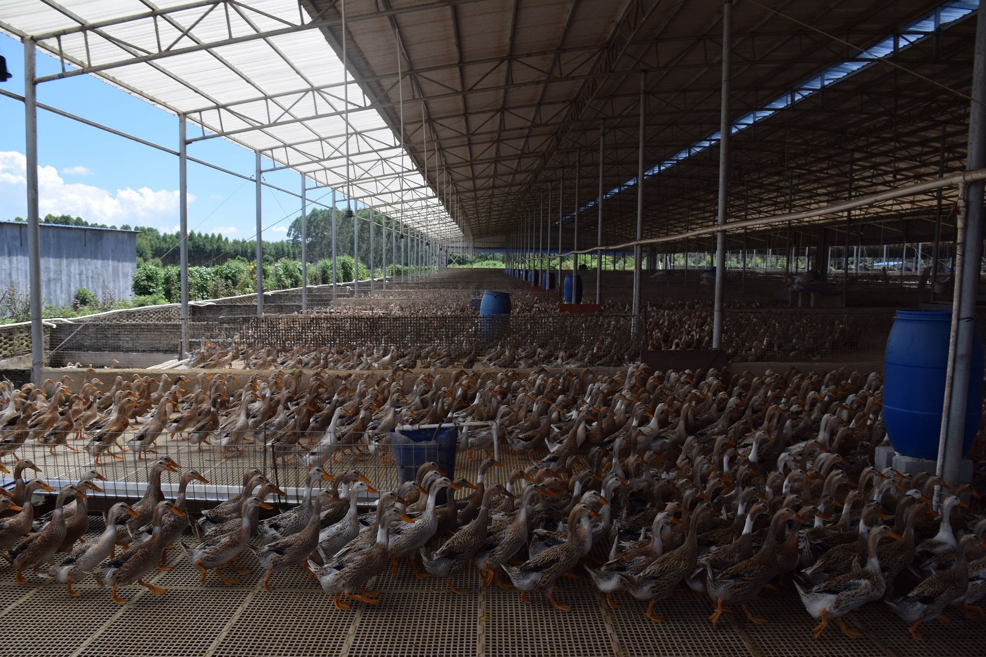 乡村产业"百花齐放"!海丰县平东镇高质量发展步稳蹄疾