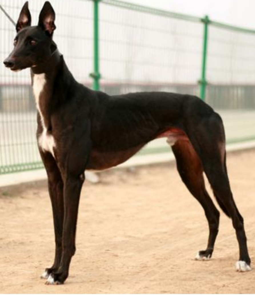 行将消失的澳门逸园赛狗场