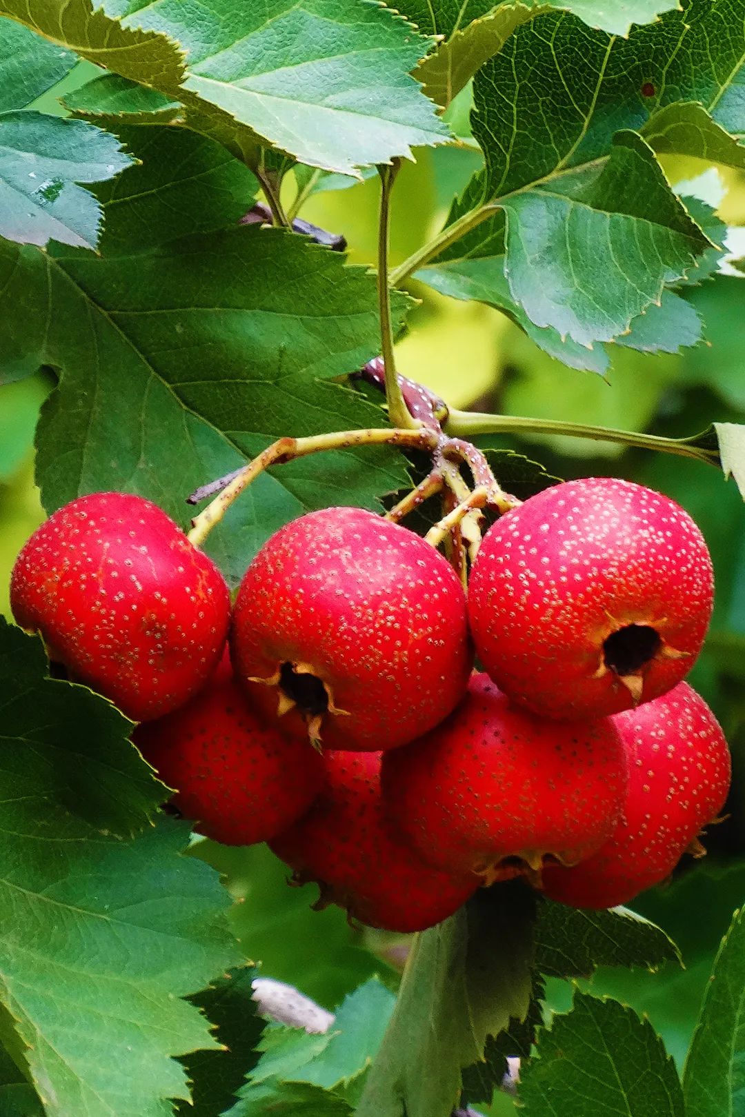 中国最有年味的水果越吃越上头