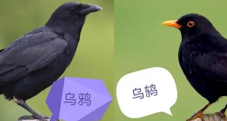 乌鸦和八哥的区别