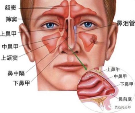 上颌窦的位置图片图片