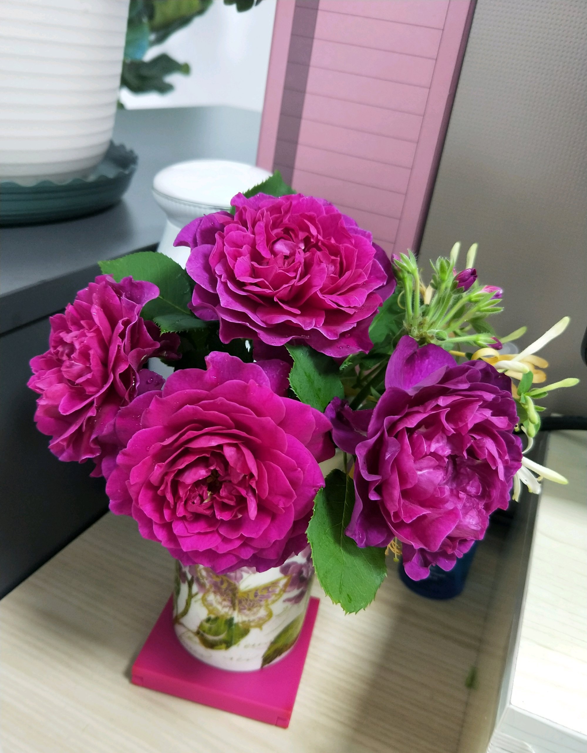 有种月季名叫"暮光之城",颜值高,香味浓,爱开花,你值得拥有