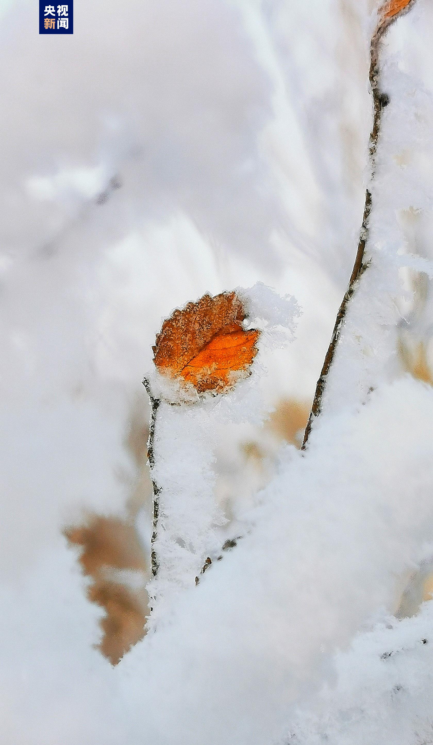 美不胜收!黑龙江大庆霜花盛开满枝头