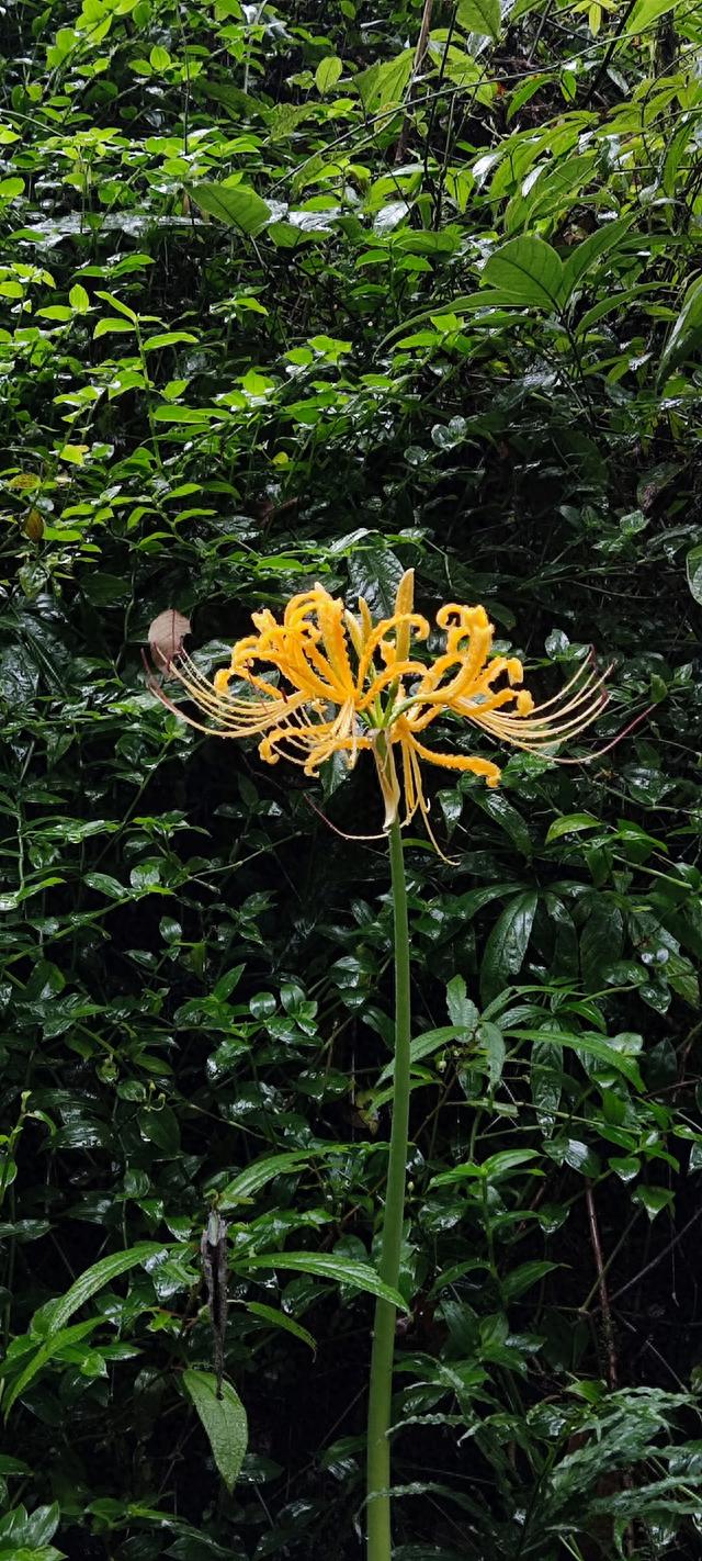 寻龙诀之"彼岸花"