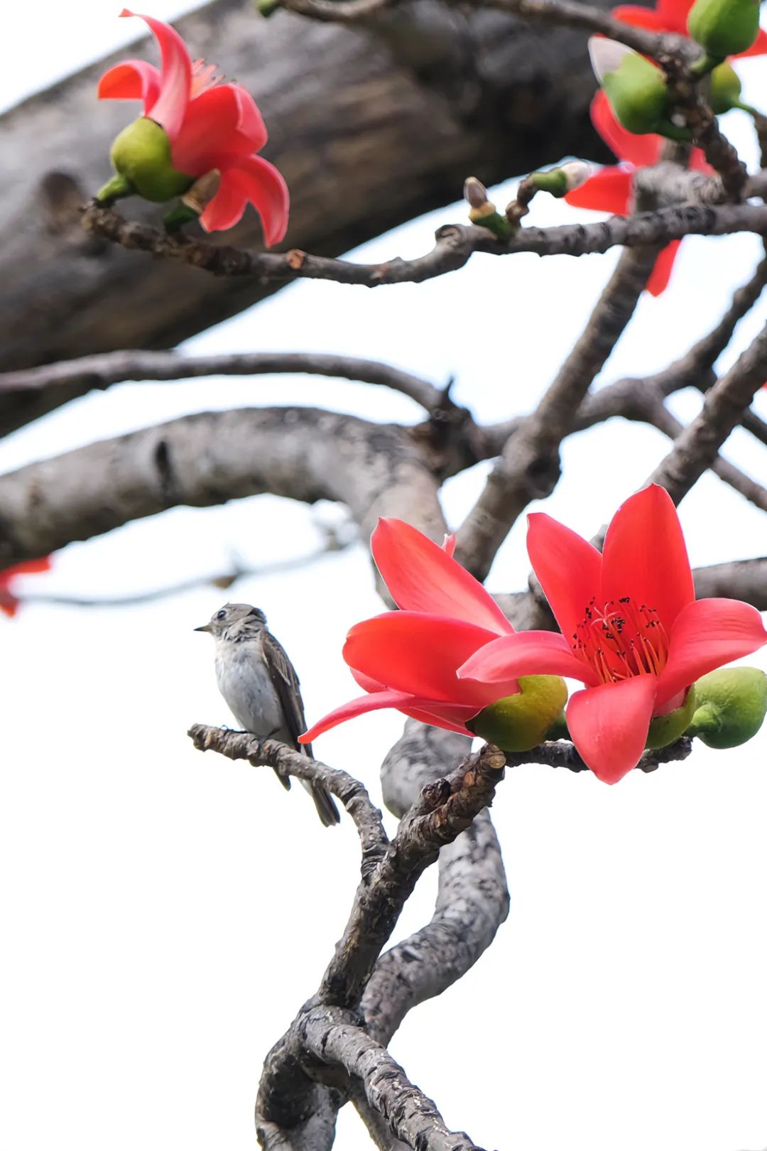 朋友三亚的木棉花开啦赏花走起