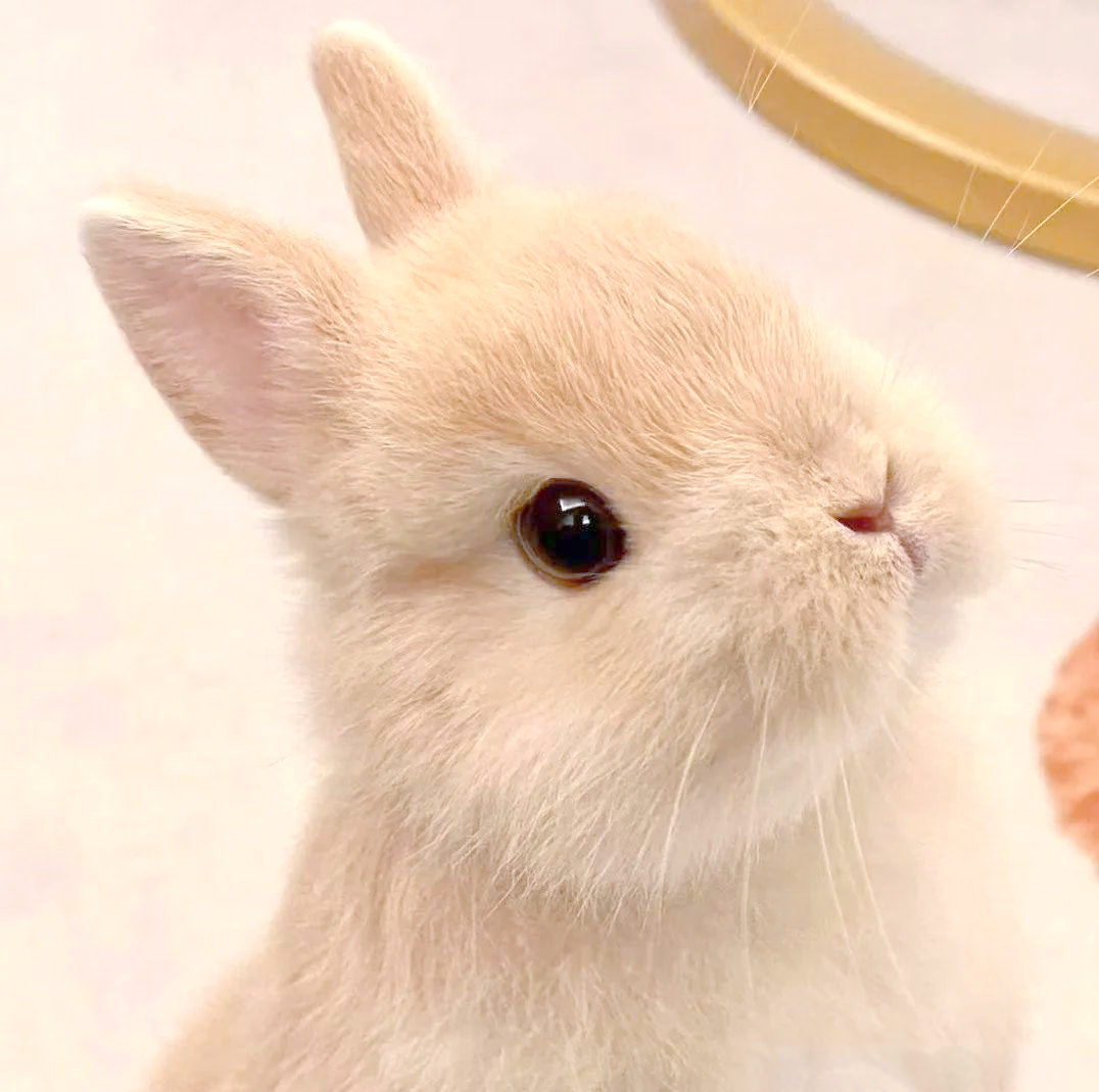 侏儒兔:丛林中的梦幻精灵,探索其多彩世界