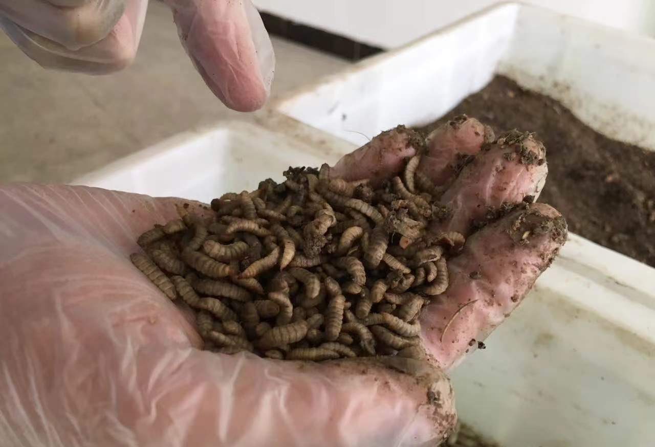 作为活体饵料,黑水虻幼虫有哪些优点?