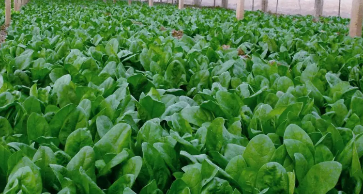 冬天大棚菠菜多久可以收获