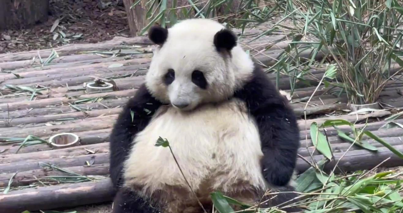 大熊猫花花委屈的哭了,这一次哭得那么伤心