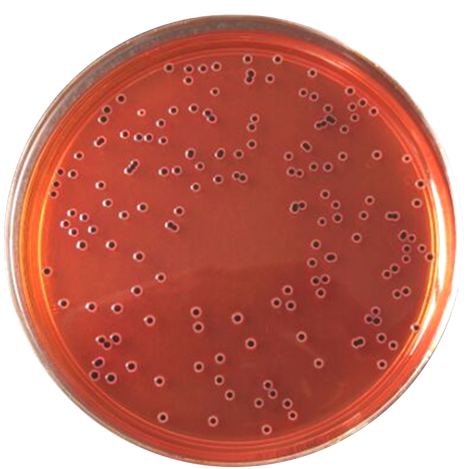 食品微生物检验沙门氏菌检验常用培养基原理解析