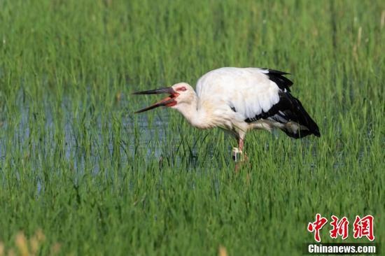 江西瑞昌盛夏首次发现东方白鹳 候鸟变"留鸟"