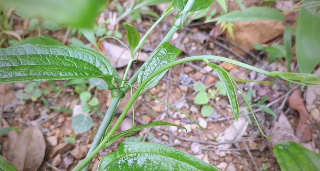 大山中生长的珍贵植物