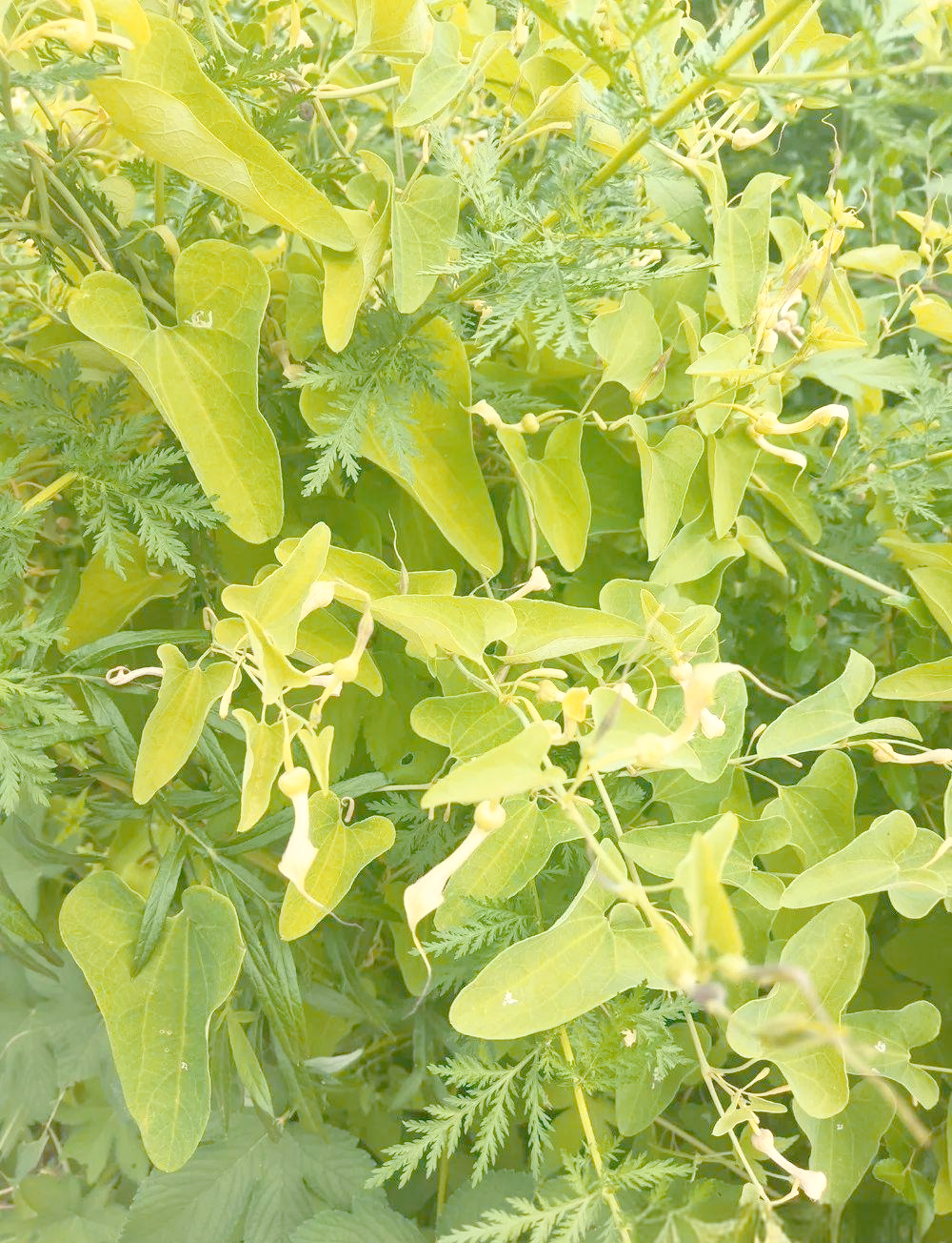 马兜铃:植物介绍与多种用途概述