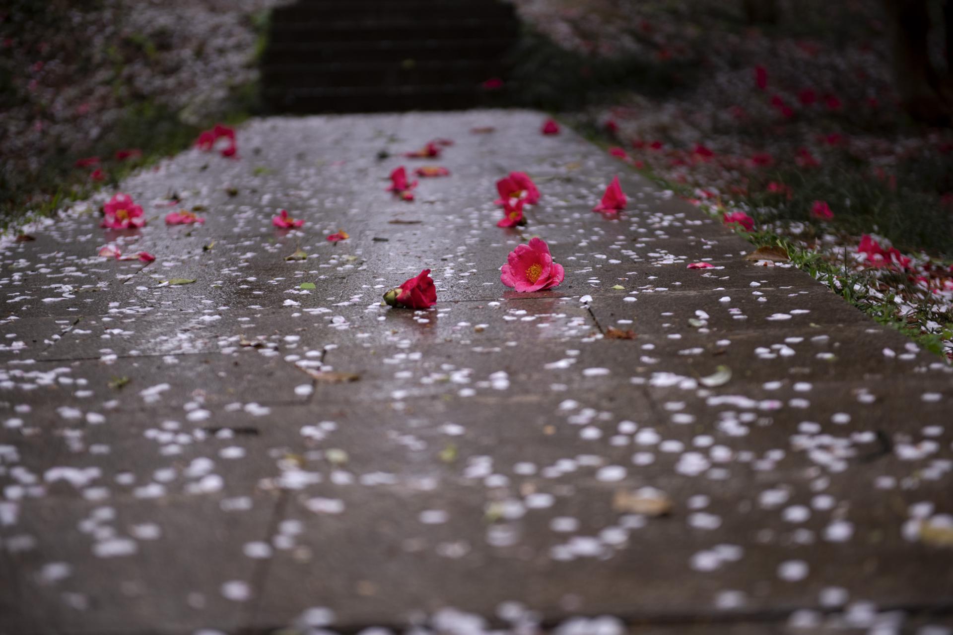 雨后樱花精美图片图片