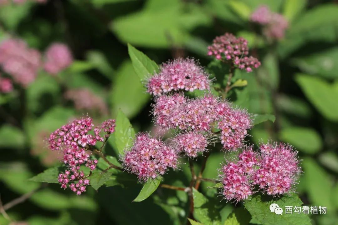 粉花繡線菊 spiraea japonica