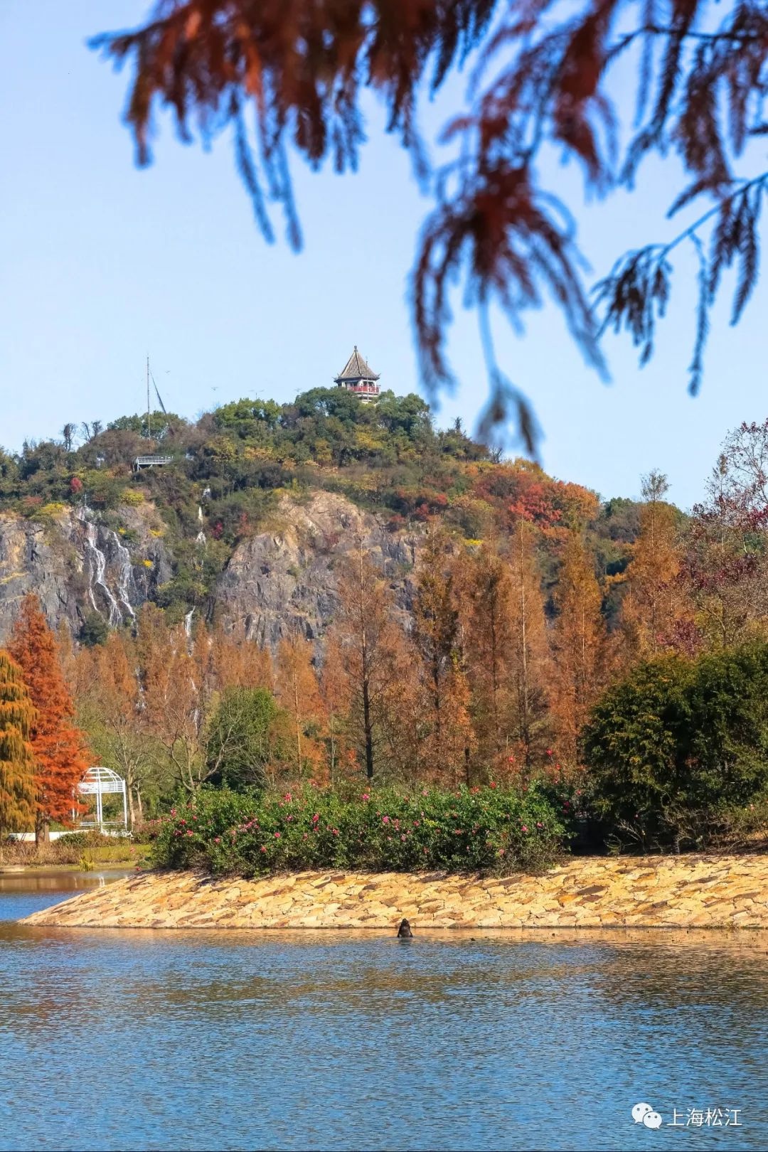 松江辰山植物园里的黑天鹅哪里来的,你知道吗?