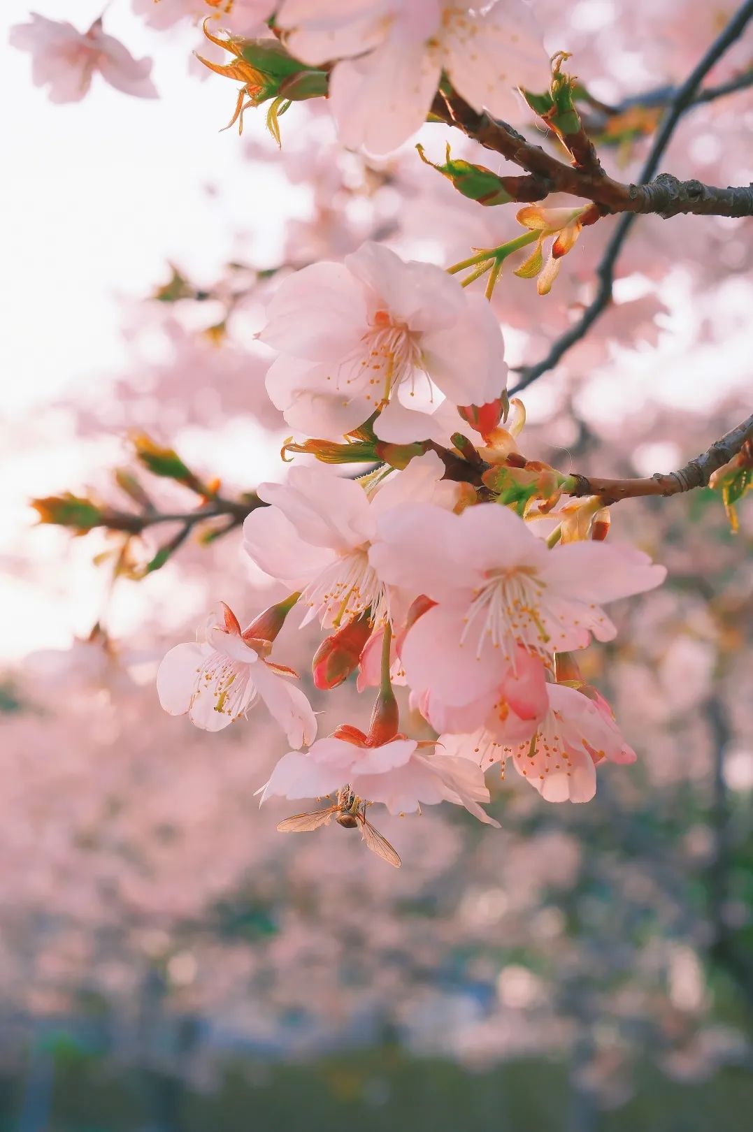 植树节|春和景明,"壁纸"上线