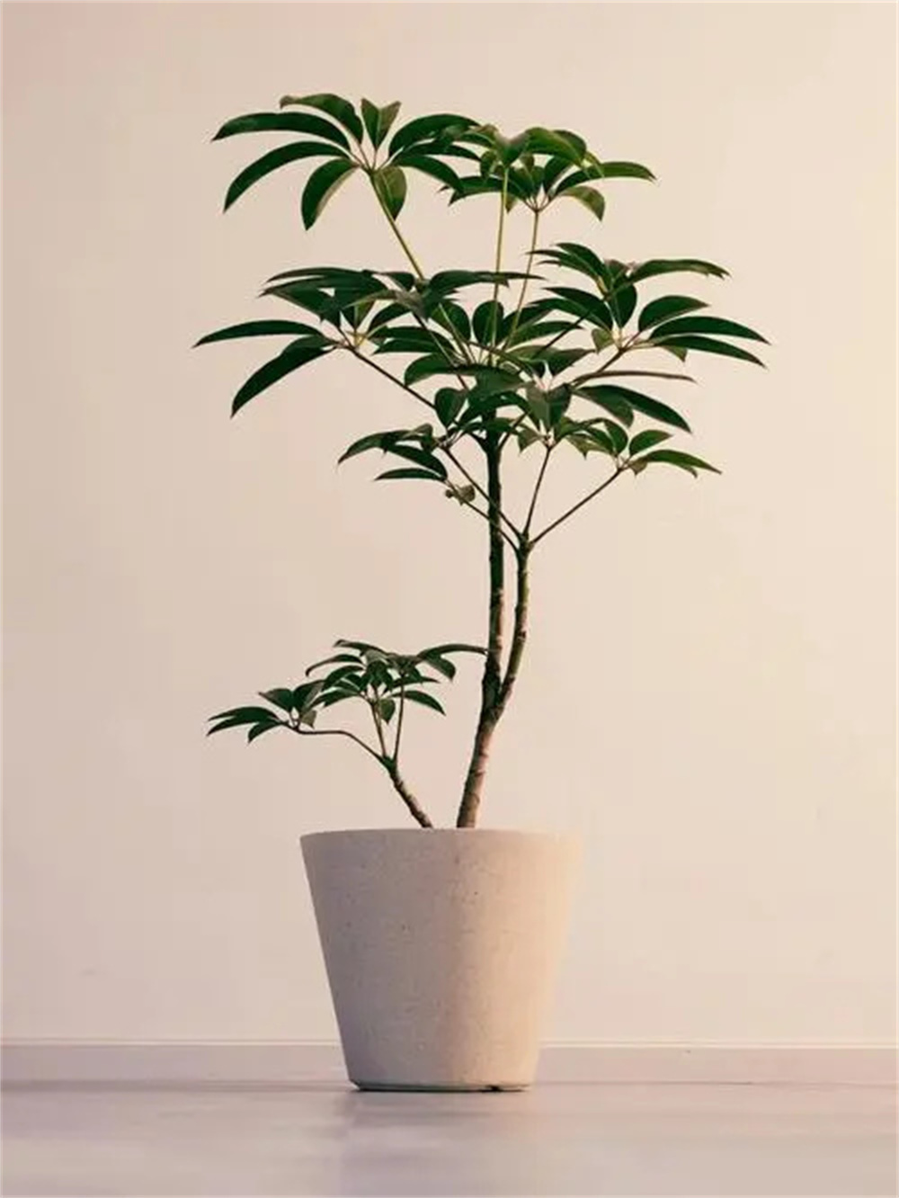 大叶伞,绿意盎然的大型观叶植物