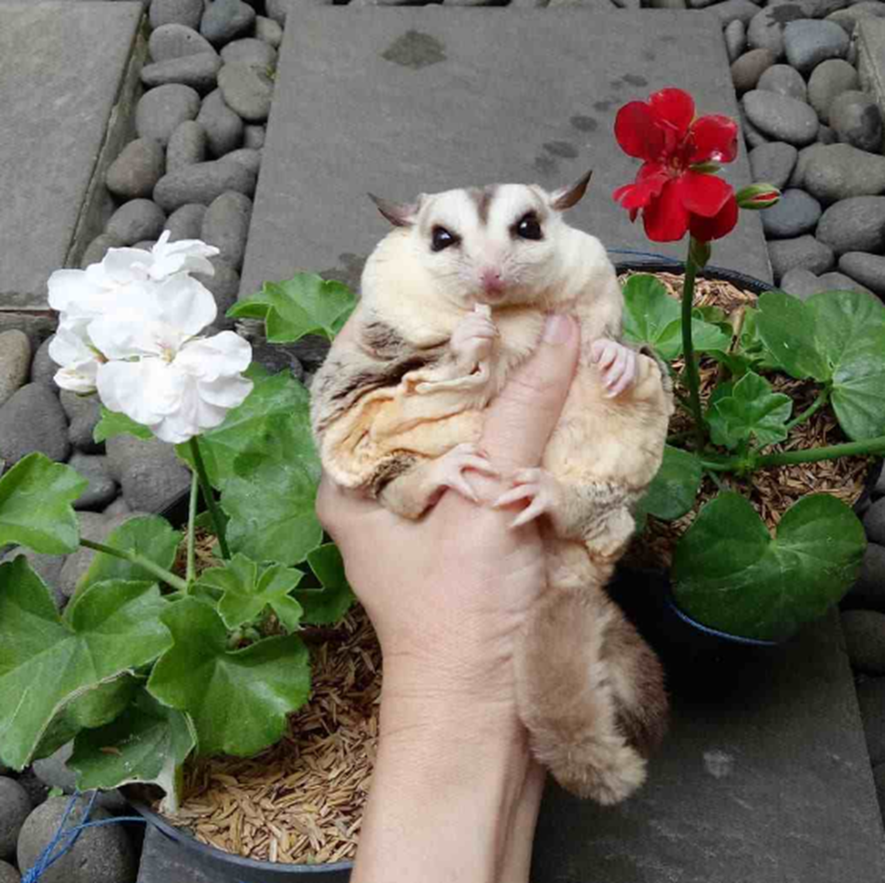 猫猫狗狗太大众,推荐3种小众又好养的宠物,打开新世界的大门