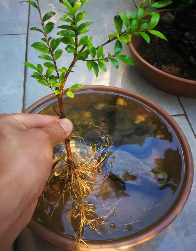 被盆景人忽視的冷門盆景植物水生藍寶石-蕊帽忍冬