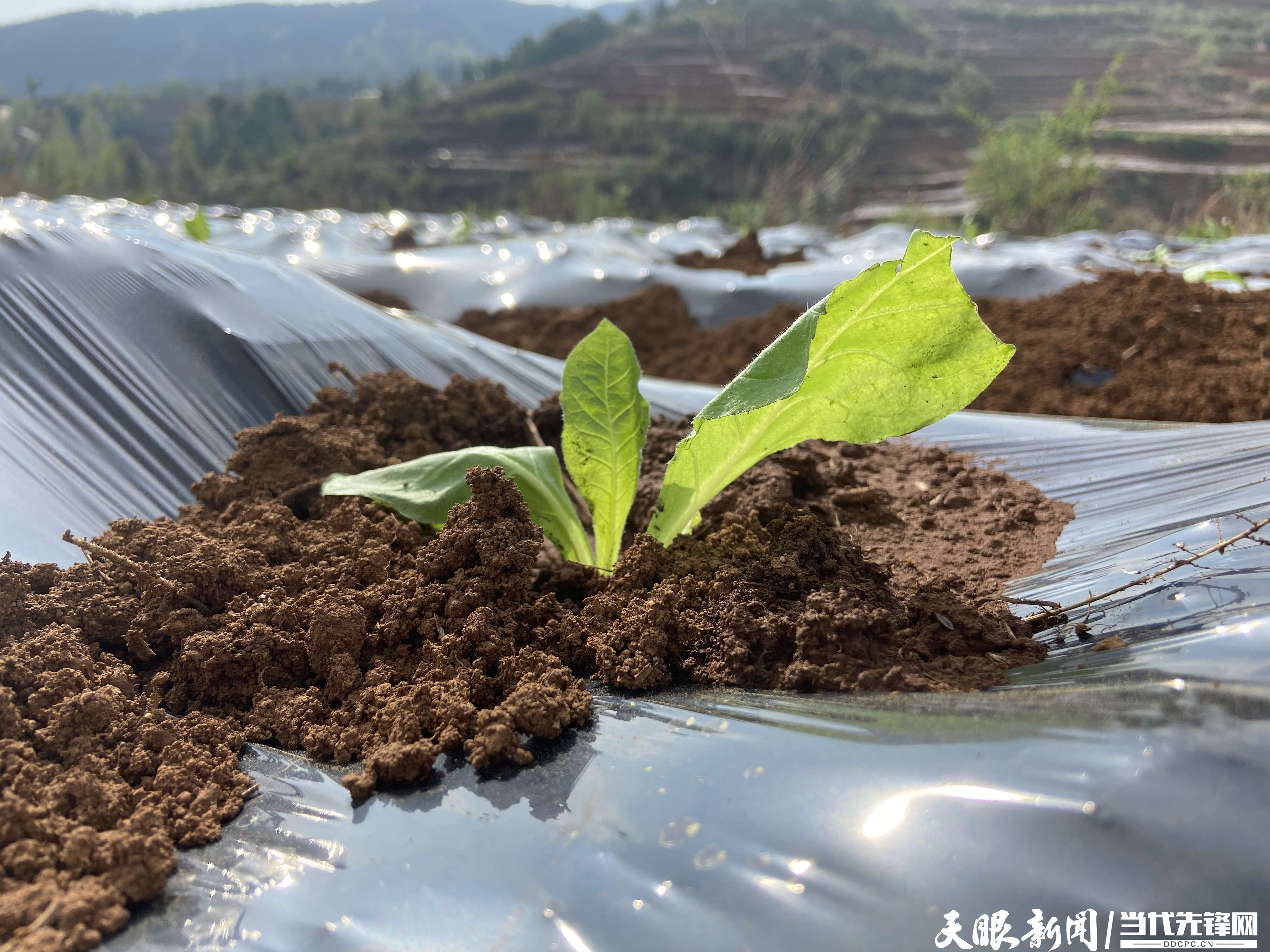 威宁盐仓镇娱满村:烟苗移栽正当时