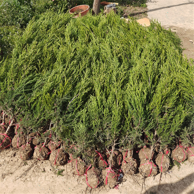 5米龙柏球 60-80公分小龙柏基地 自产自销