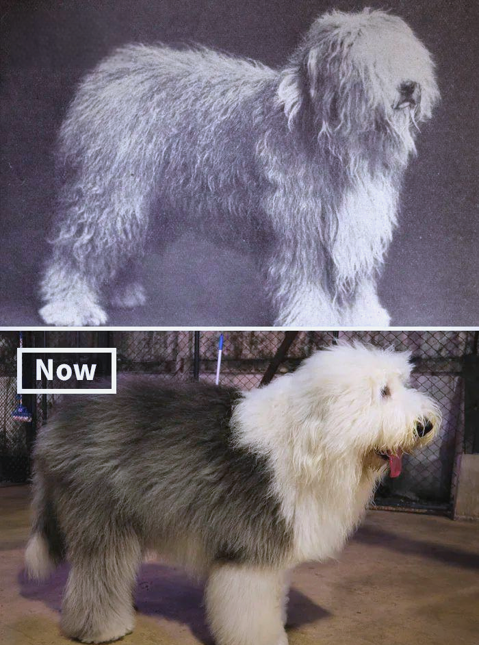 多种狗在100年前后对比,图3100年变化显著这是同一种狗吗?