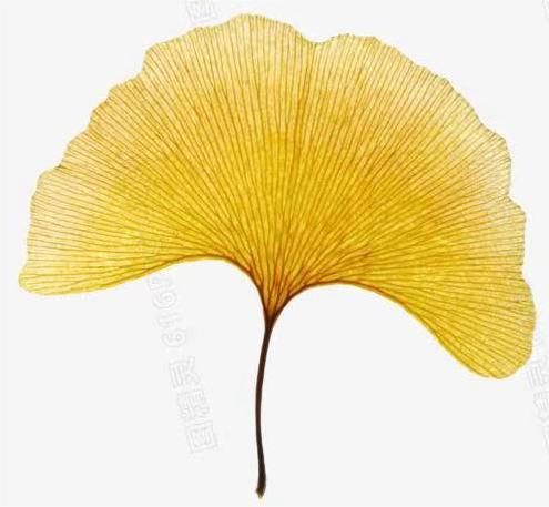 用放大镜顺着银杏的一条叶脉看看,你会发现什么?