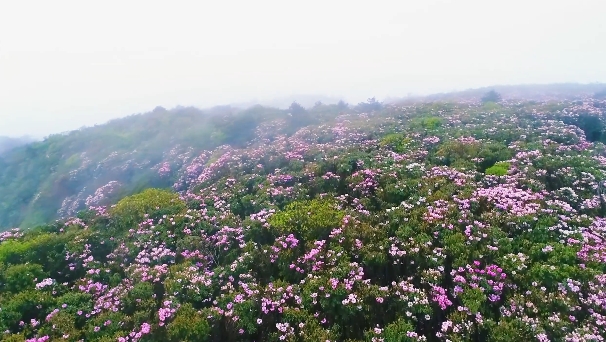 永州十场花事|双牌阳明山:人间四月 樱花杜鹃共烂漫