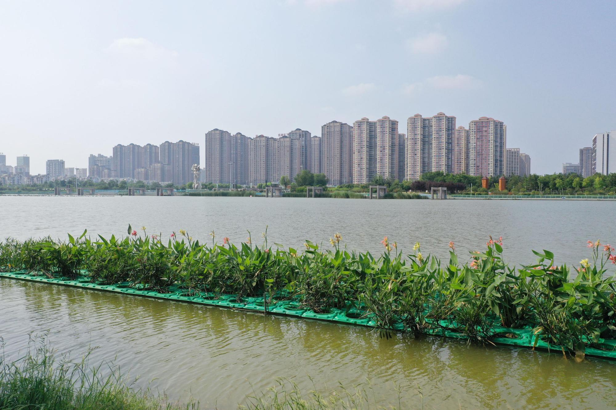 "生态浮岛"添新绿