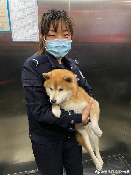 萌萌柴犬迷了路 警民联合寻主人