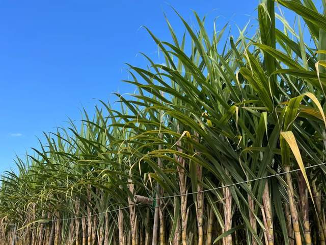 "蔗"里真甜丨福建长泰:甘蔗迎丰收 生活更甜蜜