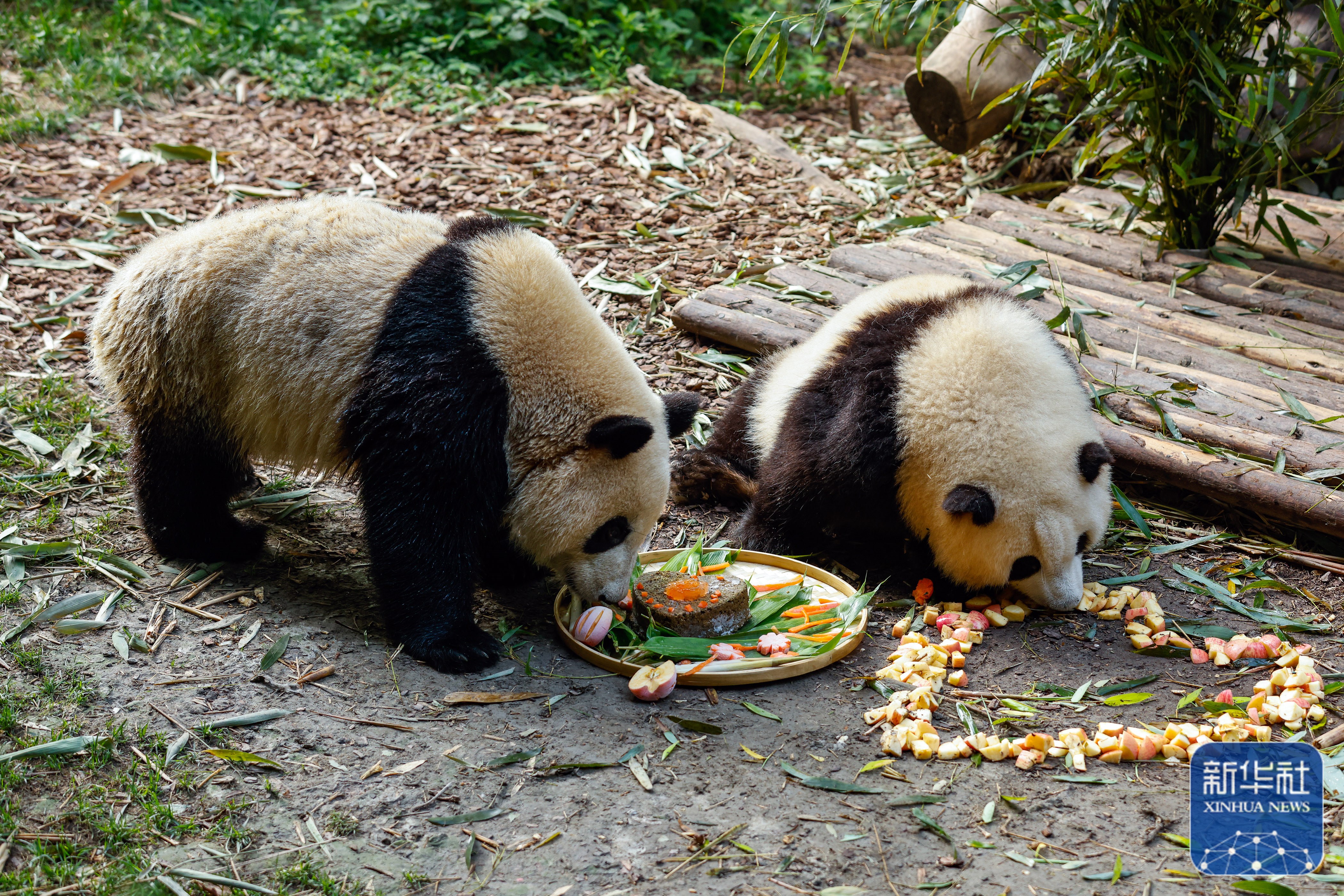 大熊猫龙凤胎姐弟"和花""和叶"生日会
