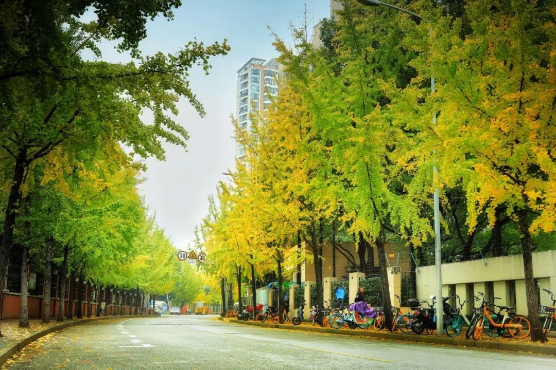 倒计时!长宁6条"银杏大道"即将迎来最美观赏期!