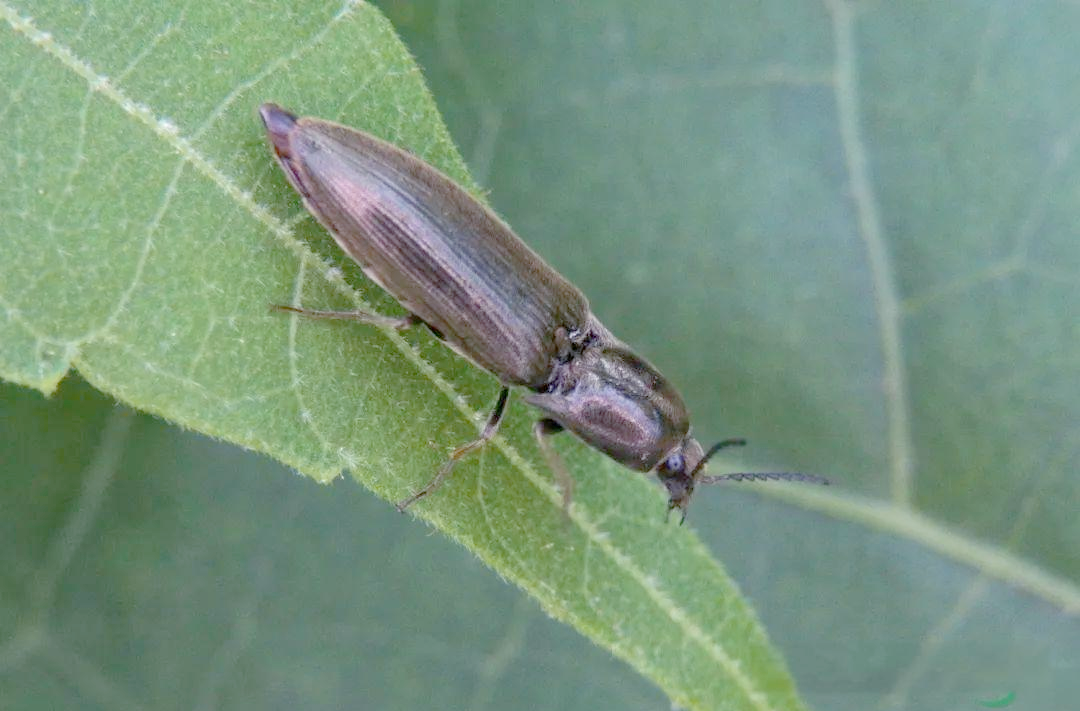 叩头虫:一种会"求饶"的甲虫,探索其独特的生活习性